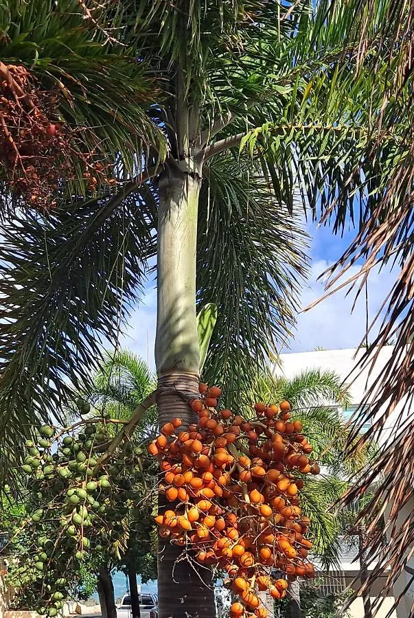 Apartment Cozybeach Large 1Bdrapt 50 Steps From Atlantic Ocean Private Street Between Ocean Park & Isla Verde 5 Mins From Airport San Juan Puerto Rico